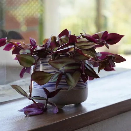 Casa Da Torre Casa de Férias